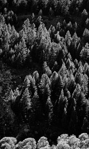 Preview wallpaper trees, nature, bw