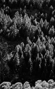 Preview wallpaper trees, nature, bw