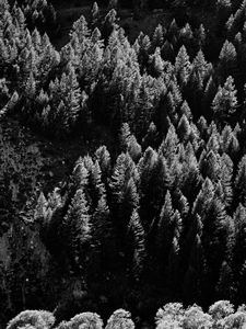 Preview wallpaper trees, nature, bw