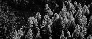 Preview wallpaper trees, nature, bw