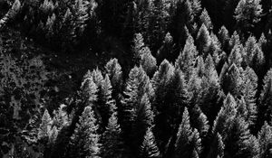 Preview wallpaper trees, nature, bw