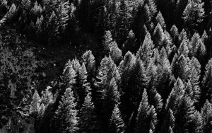 Preview wallpaper trees, nature, bw