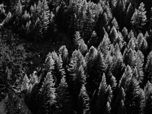 Preview wallpaper trees, nature, bw