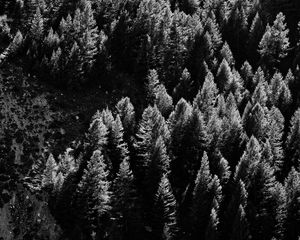 Preview wallpaper trees, nature, bw