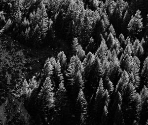 Preview wallpaper trees, nature, bw