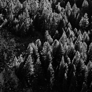 Preview wallpaper trees, nature, bw