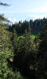 Preview wallpaper trees, nature, forest, landscape, leaves