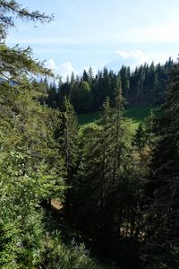 Preview wallpaper trees, nature, forest, landscape, leaves