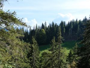 Preview wallpaper trees, nature, forest, landscape, leaves