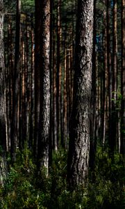 Preview wallpaper trees, nature, forest, landscape