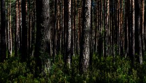 Preview wallpaper trees, nature, forest, landscape