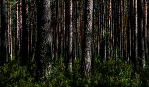 Preview wallpaper trees, nature, forest, landscape