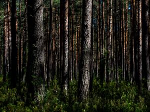 Preview wallpaper trees, nature, forest, landscape