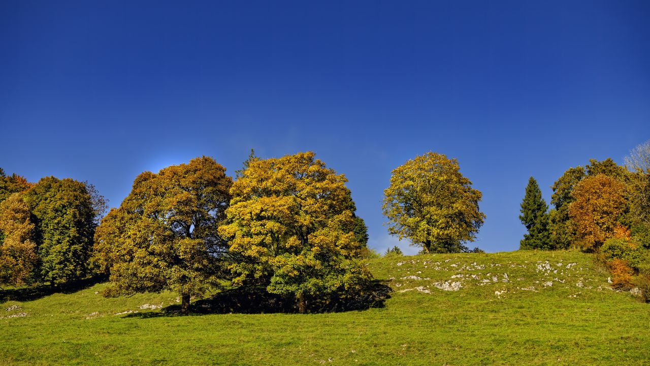 Wallpaper trees, nature, grass, sky