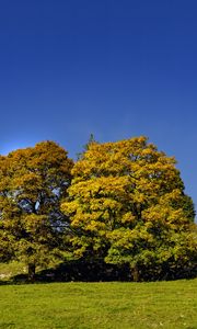 Preview wallpaper trees, nature, grass, sky