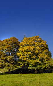 Preview wallpaper trees, nature, grass, sky