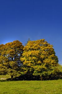 Preview wallpaper trees, nature, grass, sky