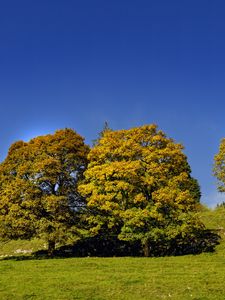 Preview wallpaper trees, nature, grass, sky