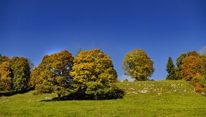 Preview wallpaper trees, nature, grass, sky