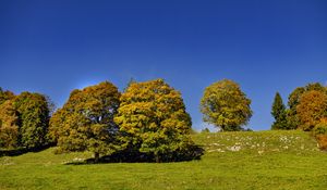 Preview wallpaper trees, nature, grass, sky