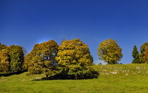Preview wallpaper trees, nature, grass, sky