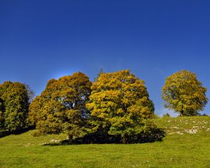 Preview wallpaper trees, nature, grass, sky