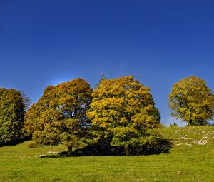 Preview wallpaper trees, nature, grass, sky