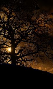 Preview wallpaper trees, nature, night, planet, birds, landscape