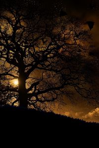 Preview wallpaper trees, nature, night, planet, birds, landscape