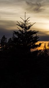 Preview wallpaper trees, needles, branches, silhouettes, evening