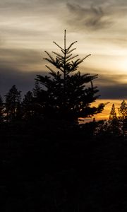 Preview wallpaper trees, needles, branches, silhouettes, evening
