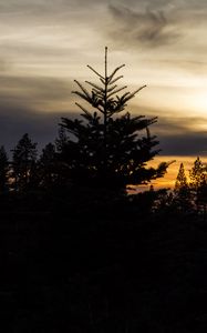 Preview wallpaper trees, needles, branches, silhouettes, evening