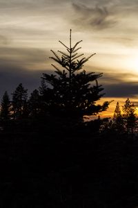 Preview wallpaper trees, needles, branches, silhouettes, evening