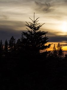 Preview wallpaper trees, needles, branches, silhouettes, evening