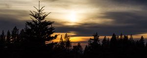 Preview wallpaper trees, needles, branches, silhouettes, evening