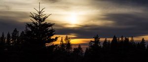 Preview wallpaper trees, needles, branches, silhouettes, evening