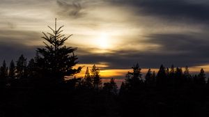 Preview wallpaper trees, needles, branches, silhouettes, evening