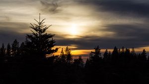 Preview wallpaper trees, needles, branches, silhouettes, evening