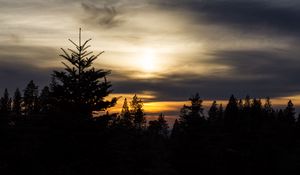 Preview wallpaper trees, needles, branches, silhouettes, evening