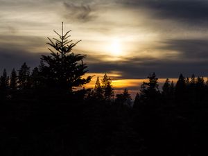 Preview wallpaper trees, needles, branches, silhouettes, evening