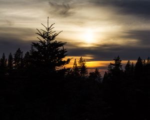 Preview wallpaper trees, needles, branches, silhouettes, evening