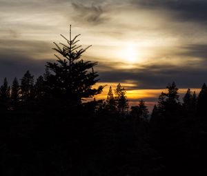 Preview wallpaper trees, needles, branches, silhouettes, evening
