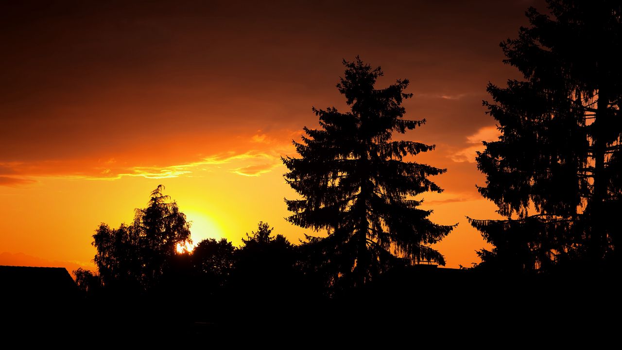 Wallpaper trees, night, forest, branches, outlines