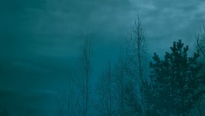 Preview wallpaper trees, night, moonlight, twilight, haze