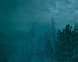 Preview wallpaper trees, night, moonlight, twilight, haze