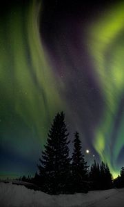 Preview wallpaper trees, night, northern lights, winter