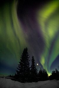 Preview wallpaper trees, night, northern lights, winter