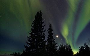 Preview wallpaper trees, night, northern lights, winter