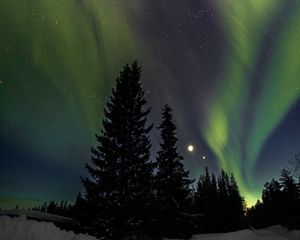 Preview wallpaper trees, night, northern lights, winter