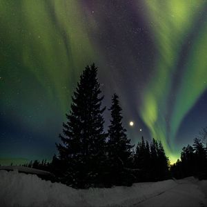 Preview wallpaper trees, night, northern lights, winter